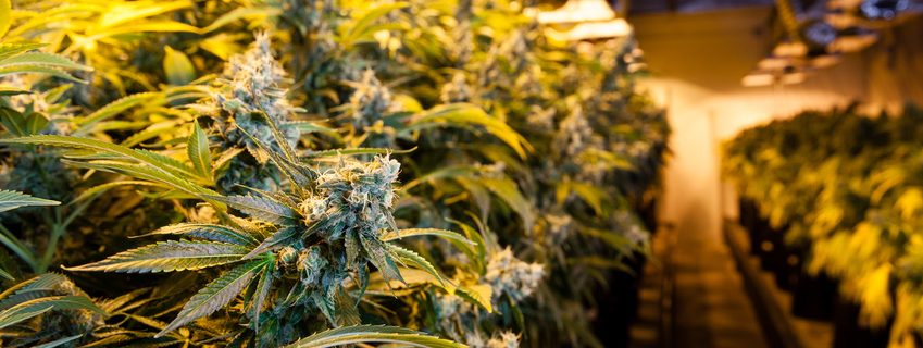 Marijuana in a grow room